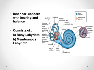 Anatomy of Inner ear | PPTX