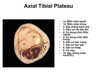 Axial Tibial Plateau 1a. Mâm chày ngoài 1b. Mâm chày trong. 2. Dây chằng bánh chè 3. Gân/ cơ nhị đầu đùi  4. Cơ bụng chân (Đầu ngoài) 5. Cơ bụng chân (đầu trong) 6. Gân cơ bán màng 7. Gân cơ bán gân 8. Gân cơ khép. 9. Cơ may 10. Dây chằng chéo sau(PCL) 