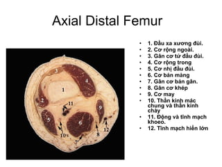 Axial Distal Femur  1. Đầu xa xương đùi. 2. Cơ rộng ngoài. 3. Gân cơ tứ đầu đùi. 4. Cơ rộng trong 5. Cơ nhị đầu đùi. 6. Cơ bán màng 7. Gân cơ bán gân. 8. Gân cơ khép 9. Cơ may 10. Thần kinh mác chung và thần kinh chày 11. Động và tĩnh mạch khoeo. 12. Tĩnh mạch hiển lớn 