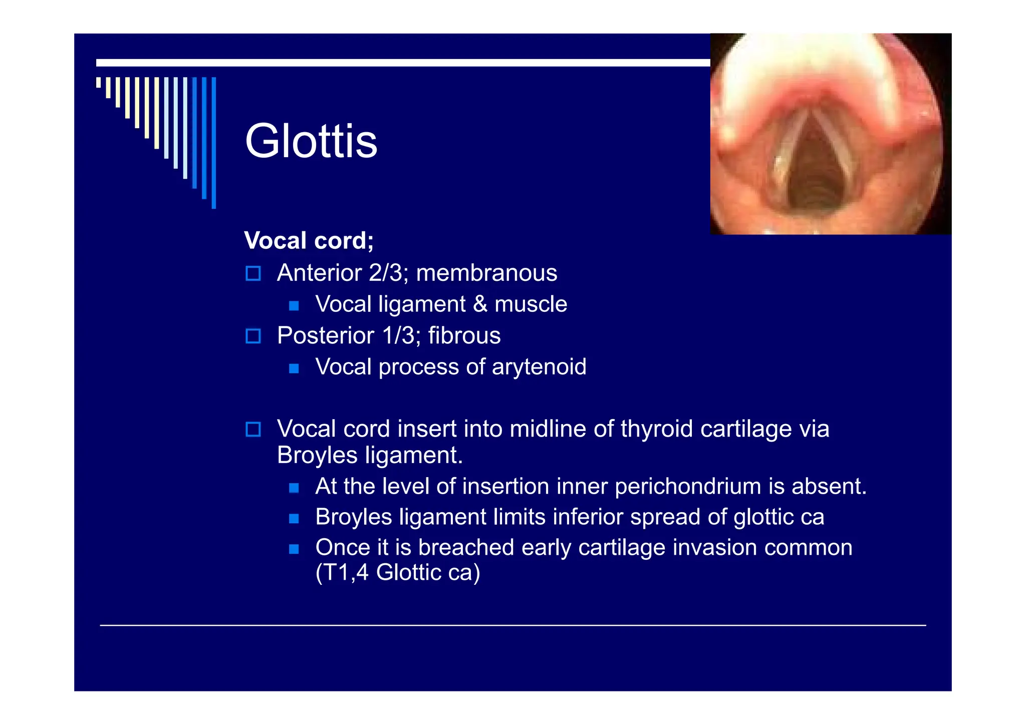 Anatomy-of-larynx-&-its-relevance-in-pathways.pdf