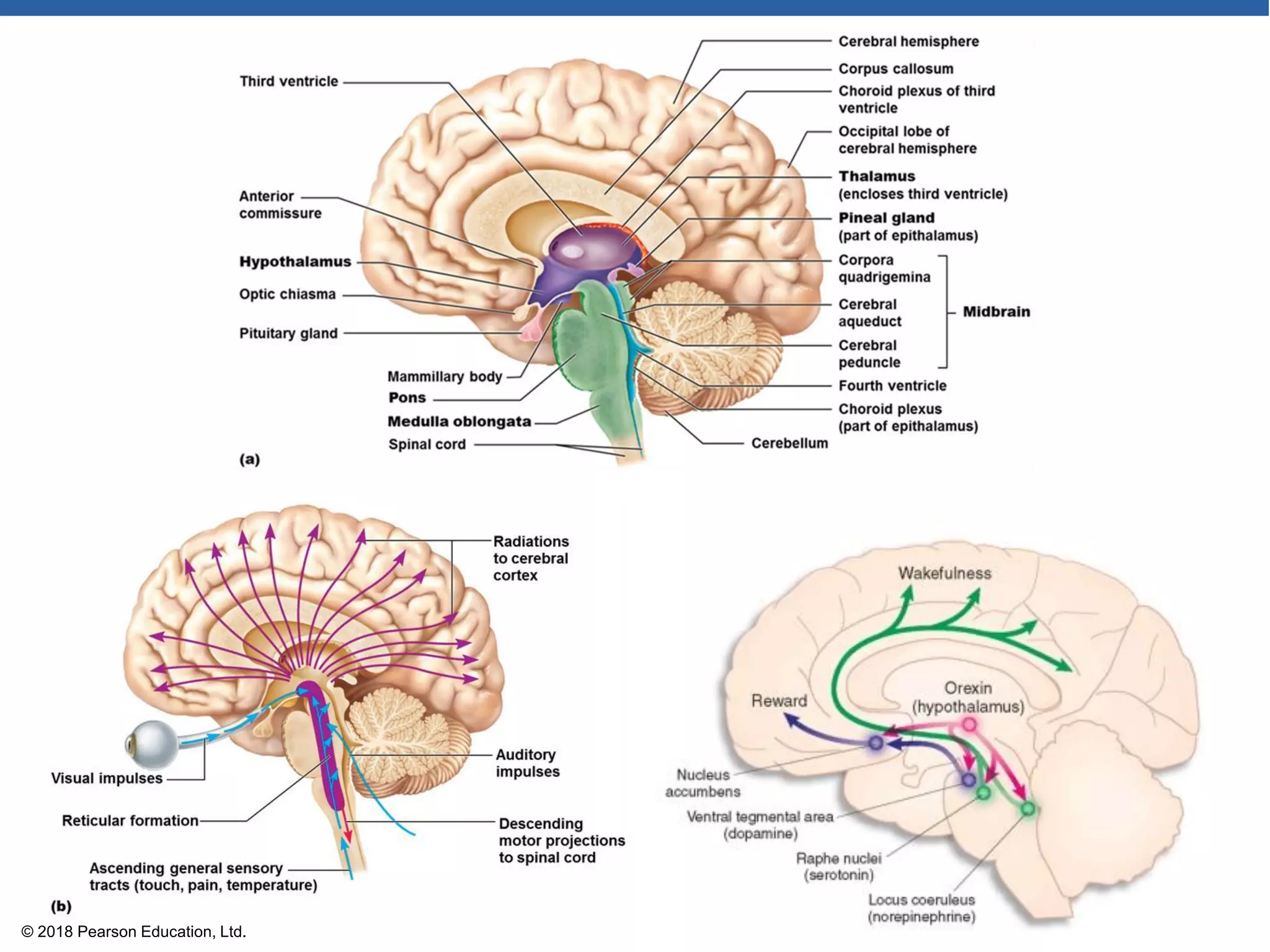ANATOMY AND PHYSIOLOGY OF CENTRAL NERVOUS SYSTEM PDF visual data 7