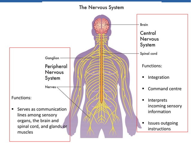 anatomy-of-nervous-system.pdf