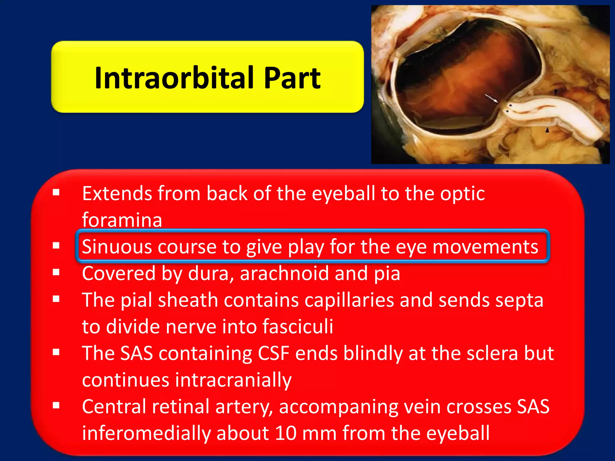 Anatomy of Optic Nerve | PPTX