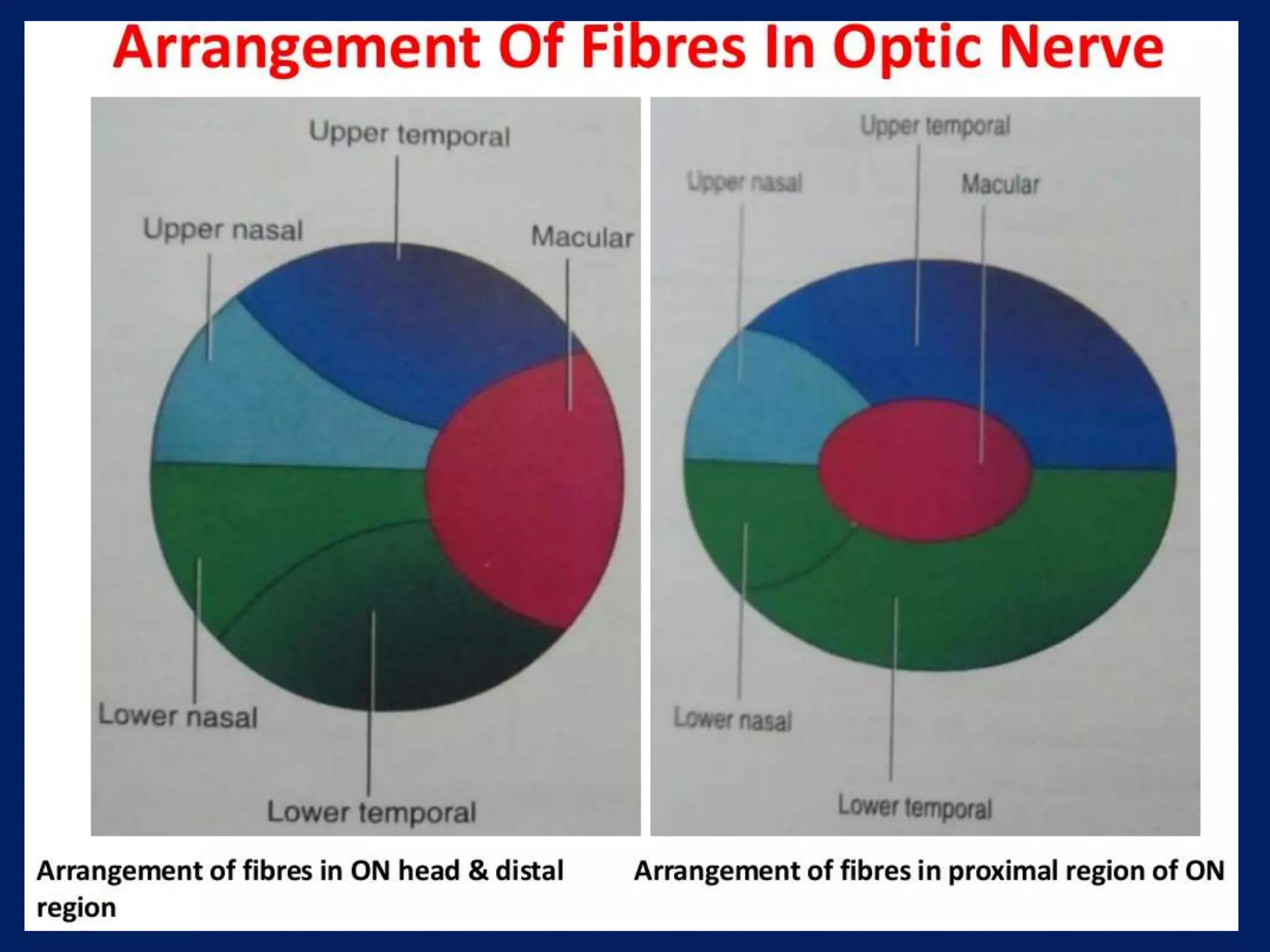Anatomy of Optic Nerve | PPTX
