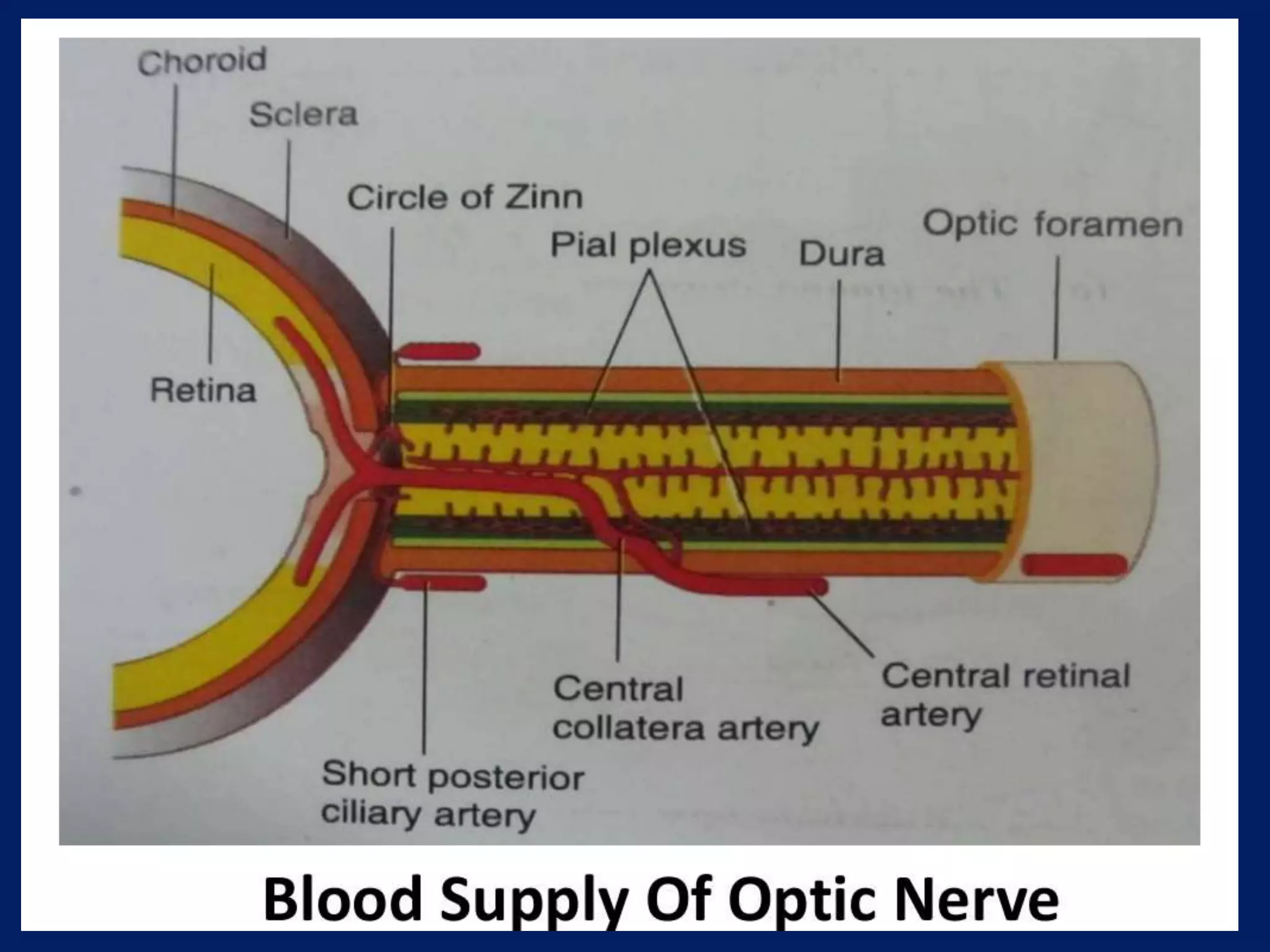 Anatomy of Optic Nerve | PPTX