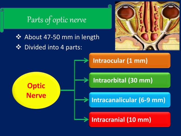 Anatomy of Optic Nerve Biology Diagrams