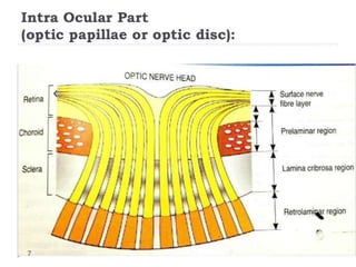 Anatomy of Optic Nerve | PPTX