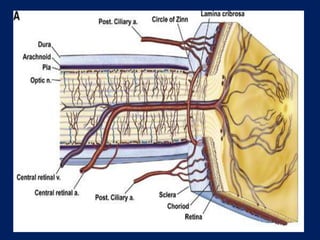 Anatomy of Optic Nerve | PPTX