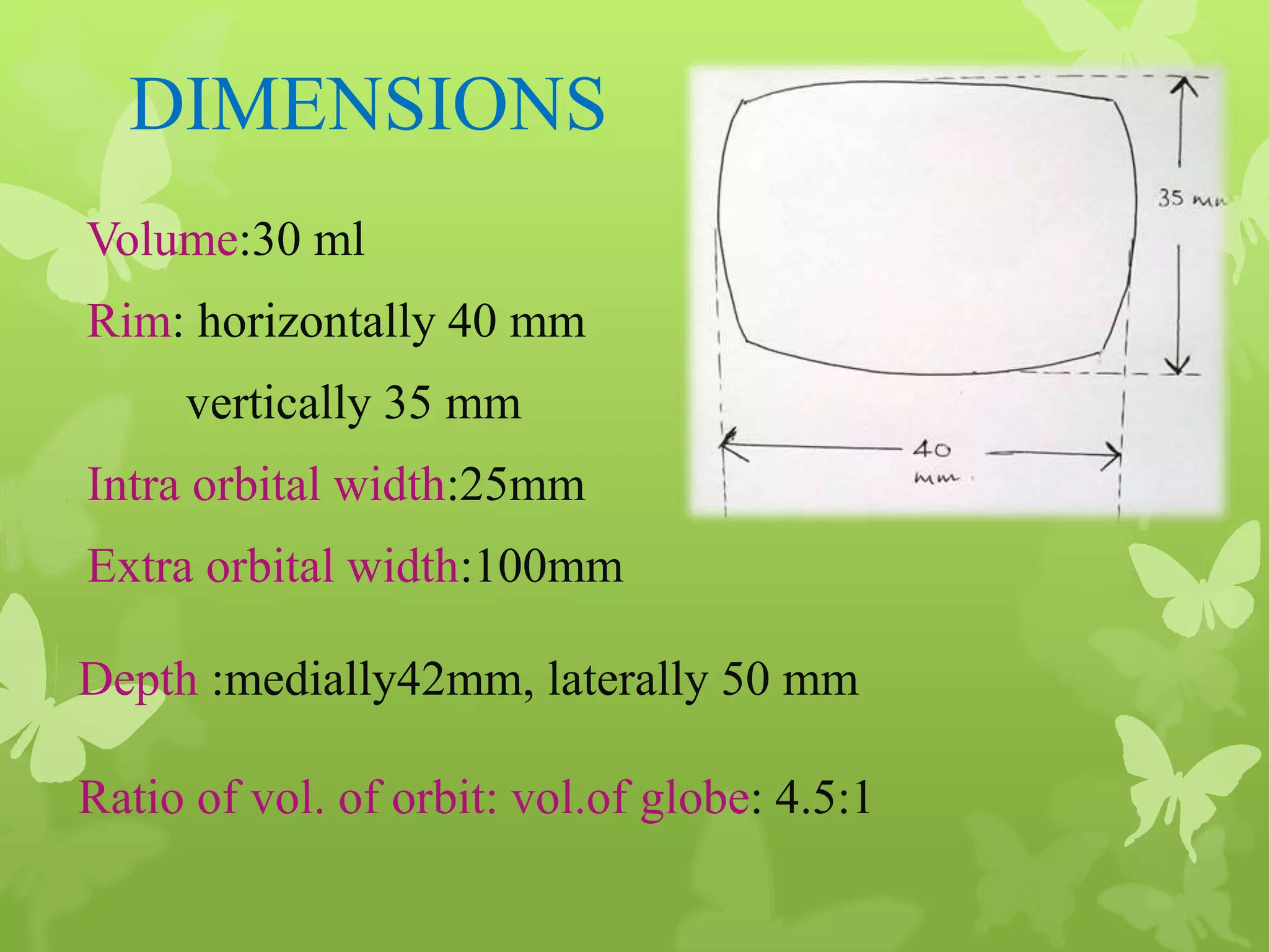 Anatomy of Eye Orbit