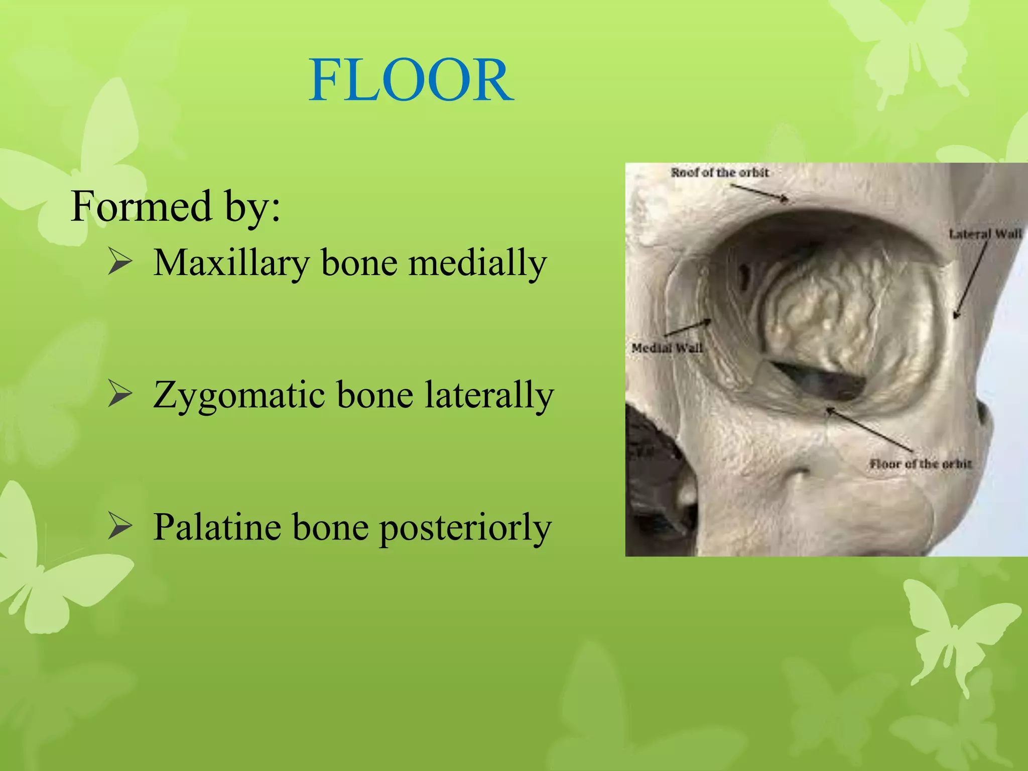 Anatomy of Eye Orbit