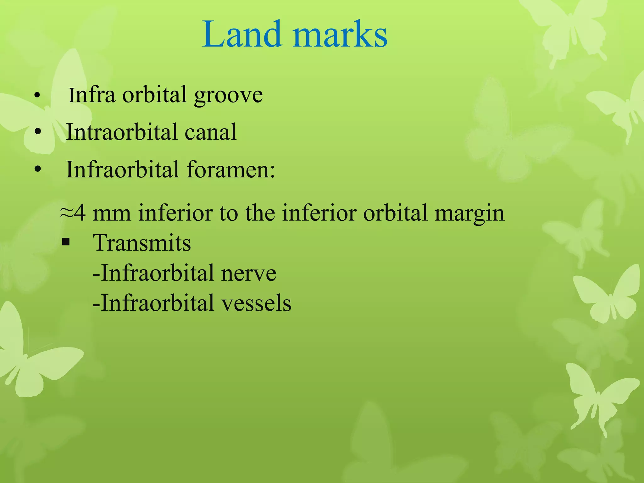 Anatomy of Eye Orbit
