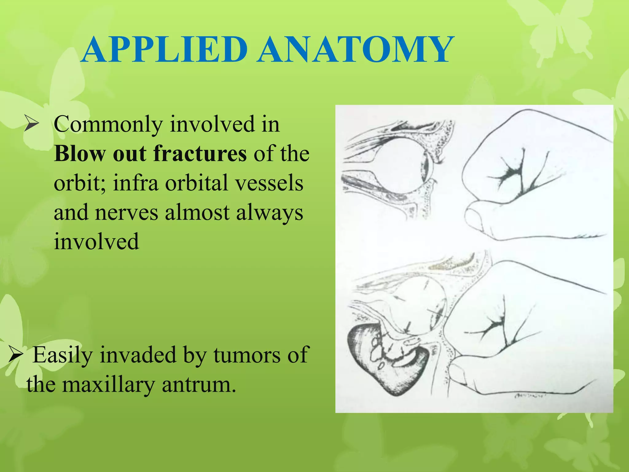 Anatomy of Eye Orbit