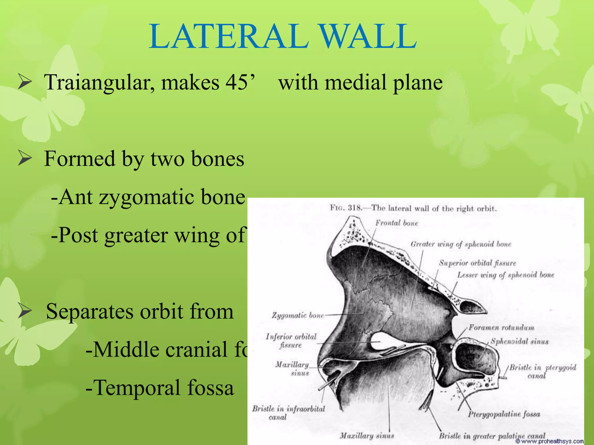 Anatomy of Eye Orbit
