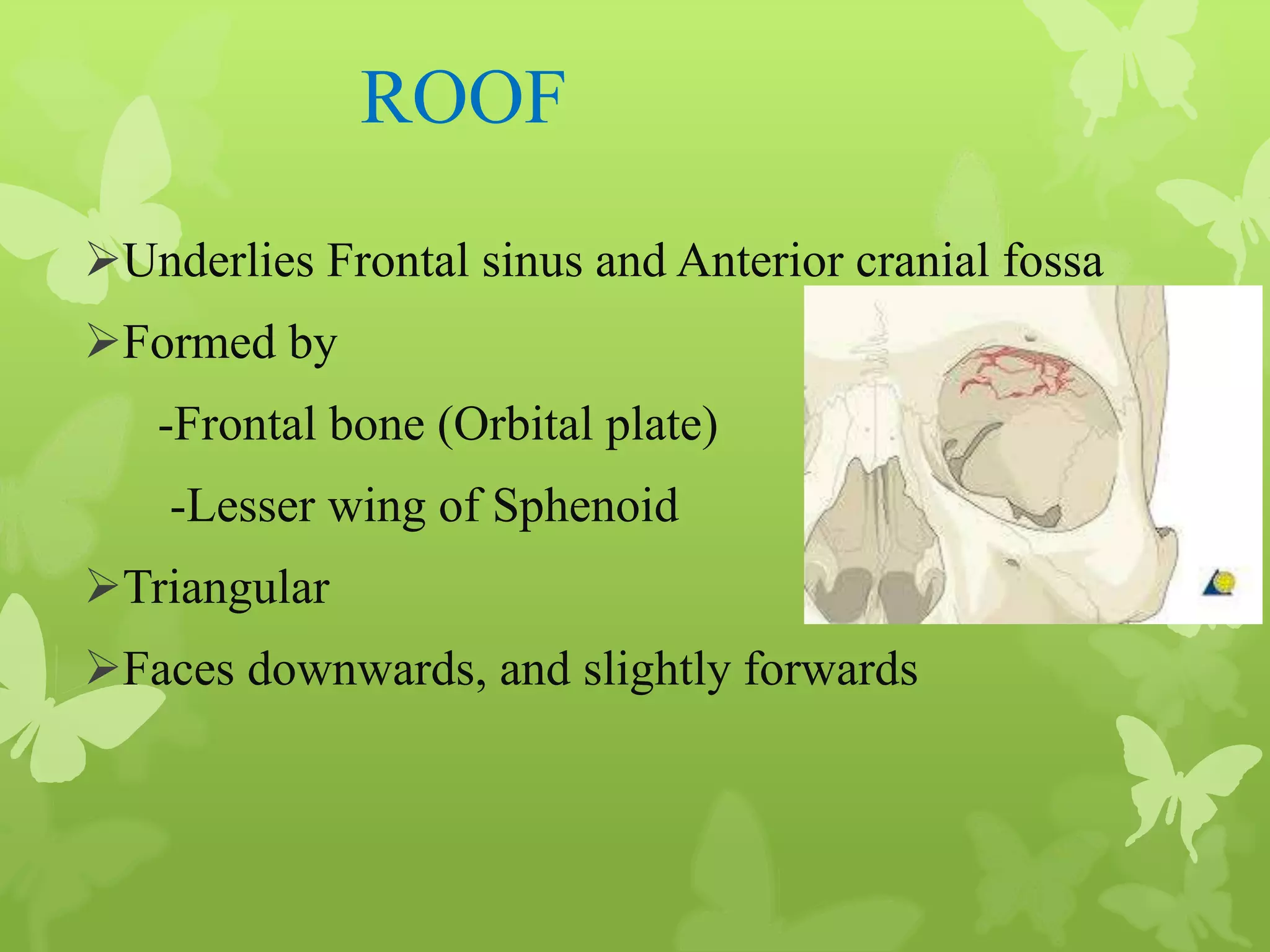 Anatomy of Eye Orbit