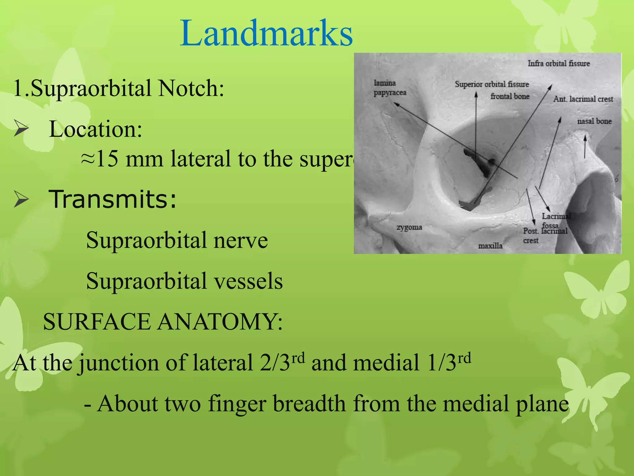 Anatomy of Eye Orbit