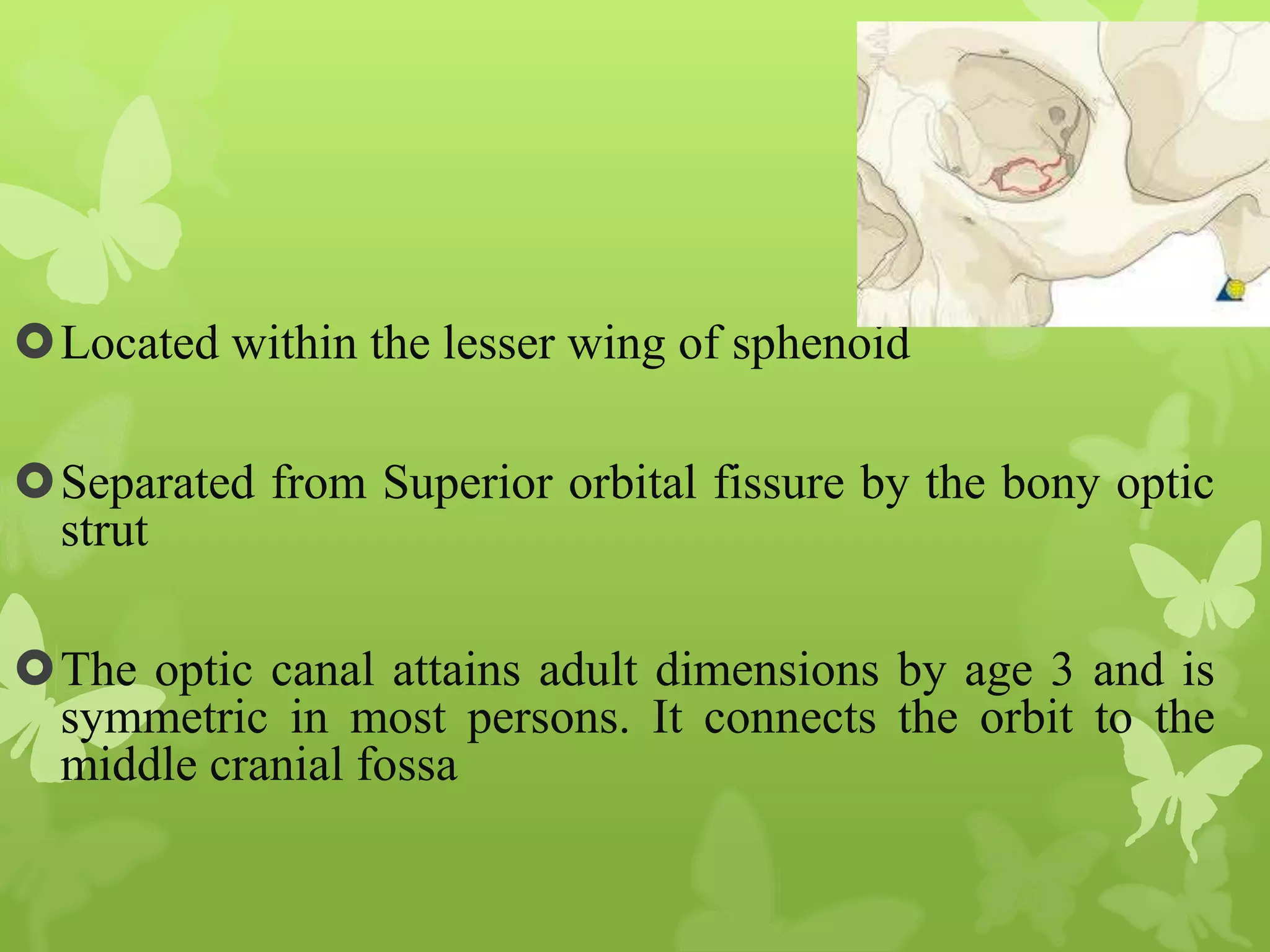 Anatomy of Eye Orbit