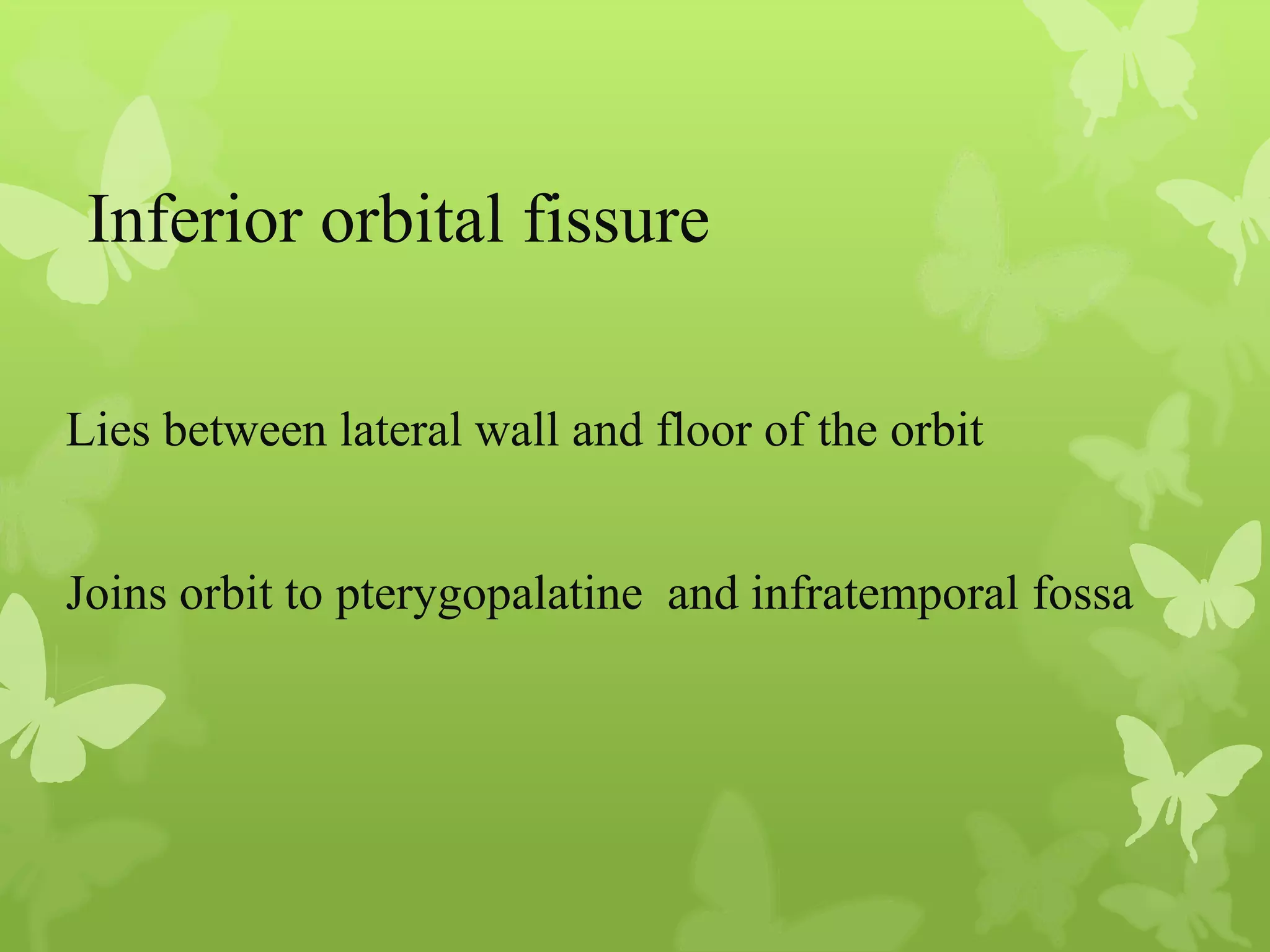 Anatomy of Eye Orbit