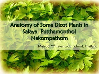 Anatomy of Some Dicot Plants in Salaya  Putthamonthol Nakornpathom Mahidol Wittayanusorn School, Thailand 