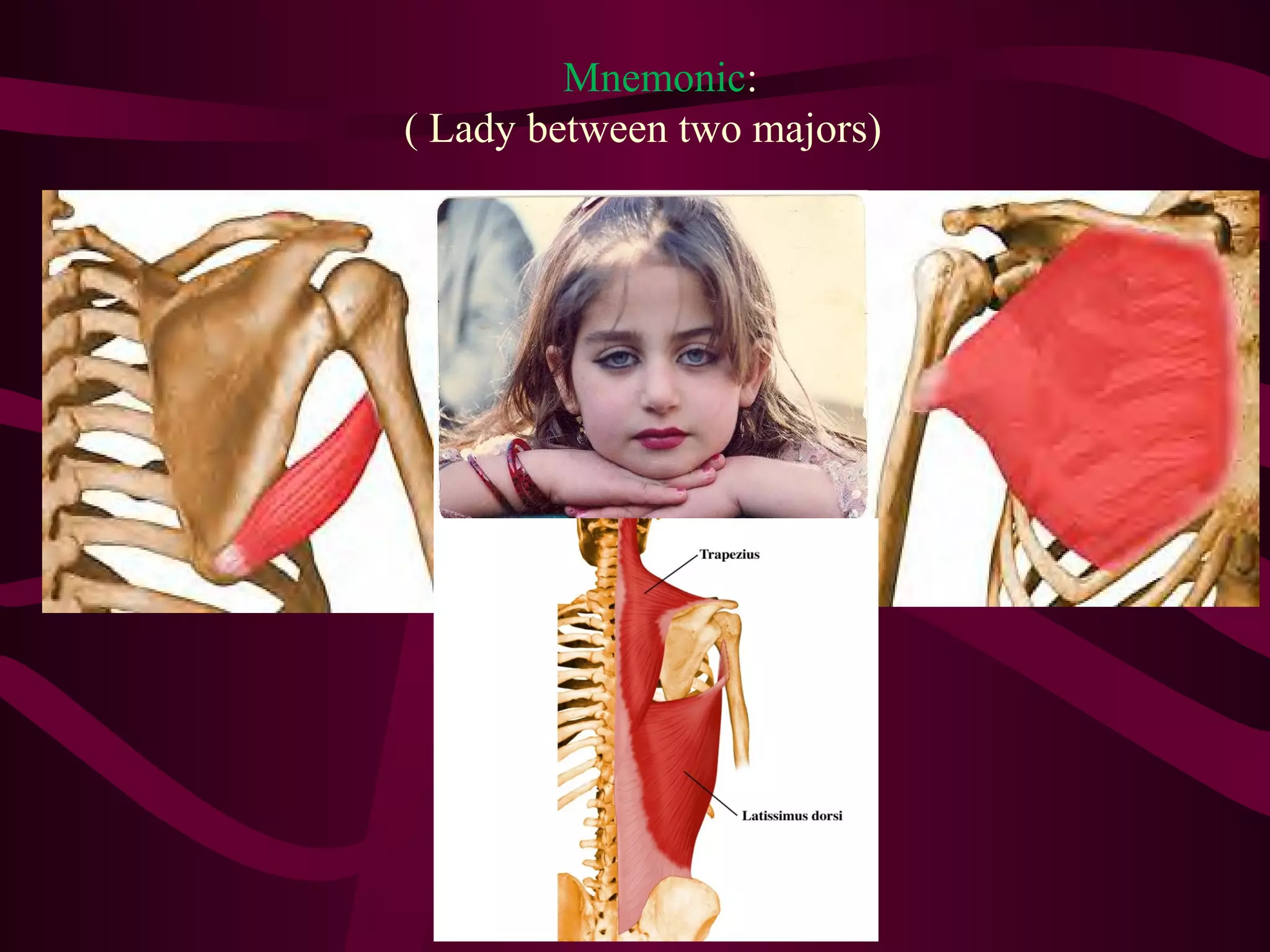 Anatomy of the arm (detailed) | PPT