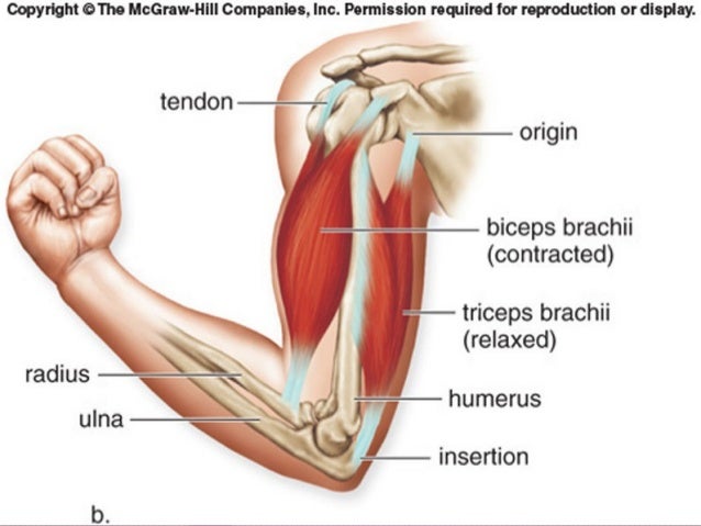 arm anatomy