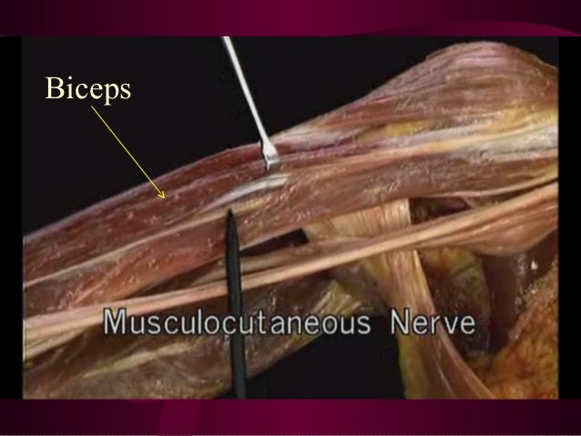 Anatomy of the arm (detailed)