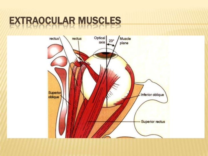 Anatomy of-the-extraocular-muscles-1390-2011