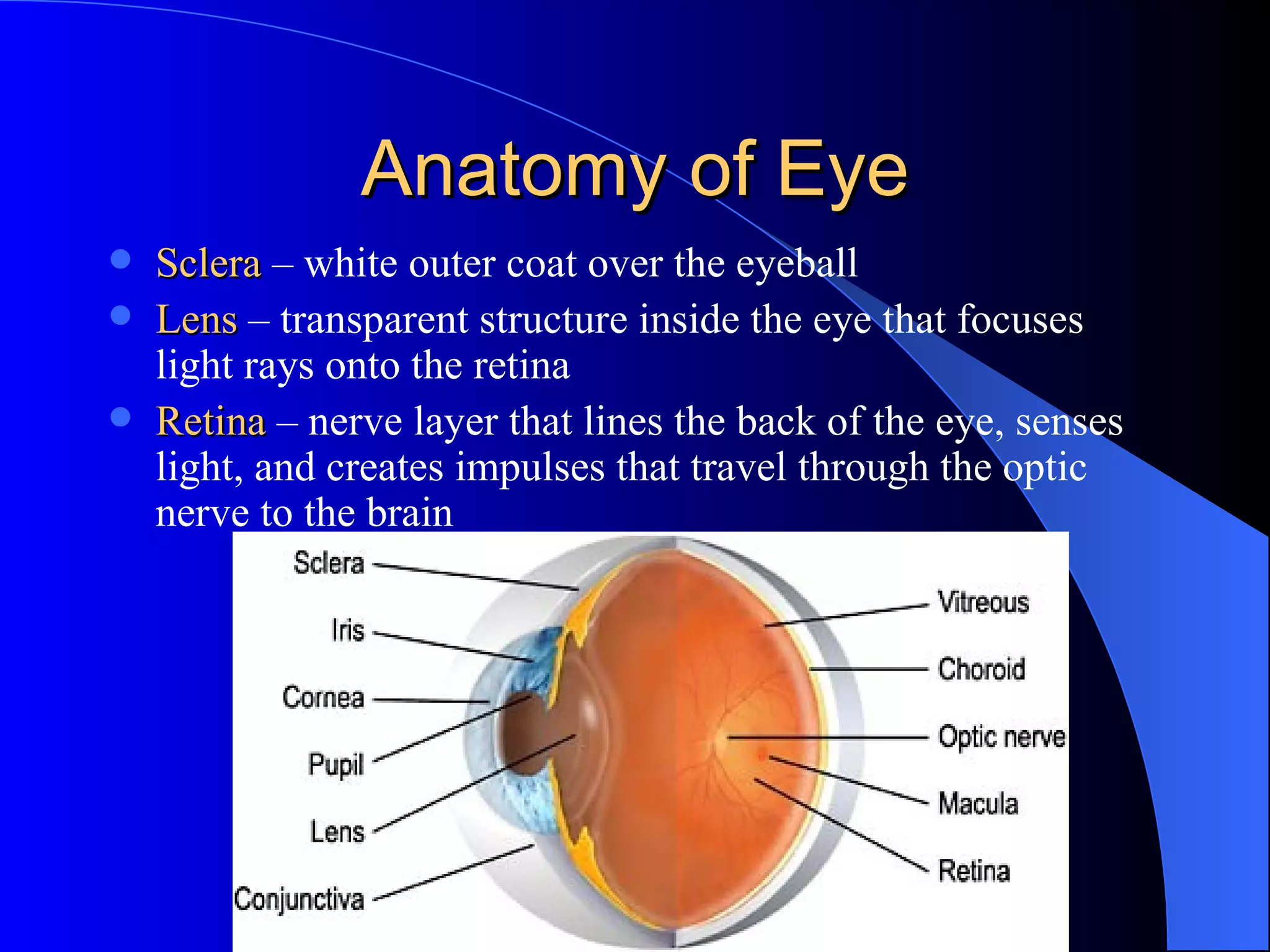 Anatomy Of The Eye PPT Anatomy Of The Eye PPT