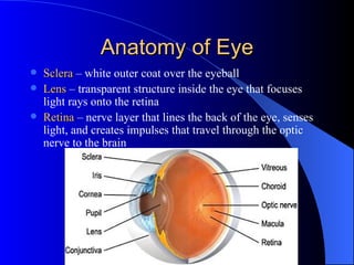 Anatomy of Eye ,[object Object],[object Object],[object Object]