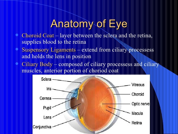 the anatomy of the eye and It emphasizes the aspects of eye and orbit anatomy that are most relevant to clinicians in training, providing the practical, real-world foundation necessary for practice focus on the clinically relevant information you really need to know about all ocular structures and tissues. the anatomy of the eye and It emphasizes the aspects of eye and orbit anatomy that are most relevant to clinicians in training, providing the practical, real-world foundation necessary for practice focus on the clinically relevant information you really need to know about all ocular structures and tissues.