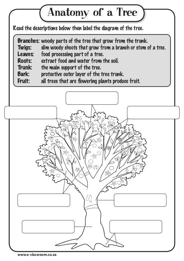 Anatomy of-tree