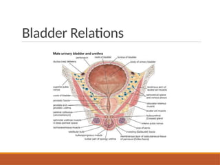 Anatomy-of-Urinary-Bladder of human body.pptx