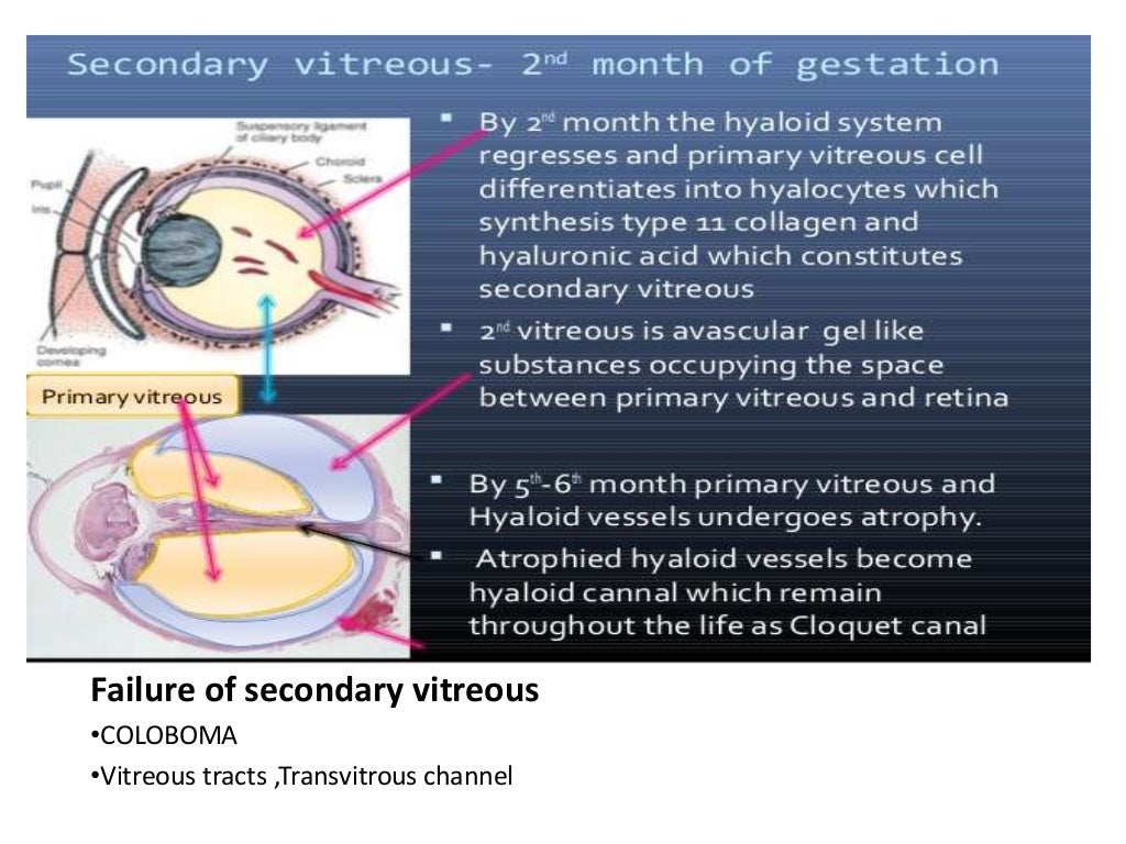 Anatomy of vitreous
