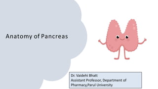 Anatomy of Pancreas
Dr. Vaidehi Bhatt
Assistant Professor, Department of
Pharmacy,Parul University
 