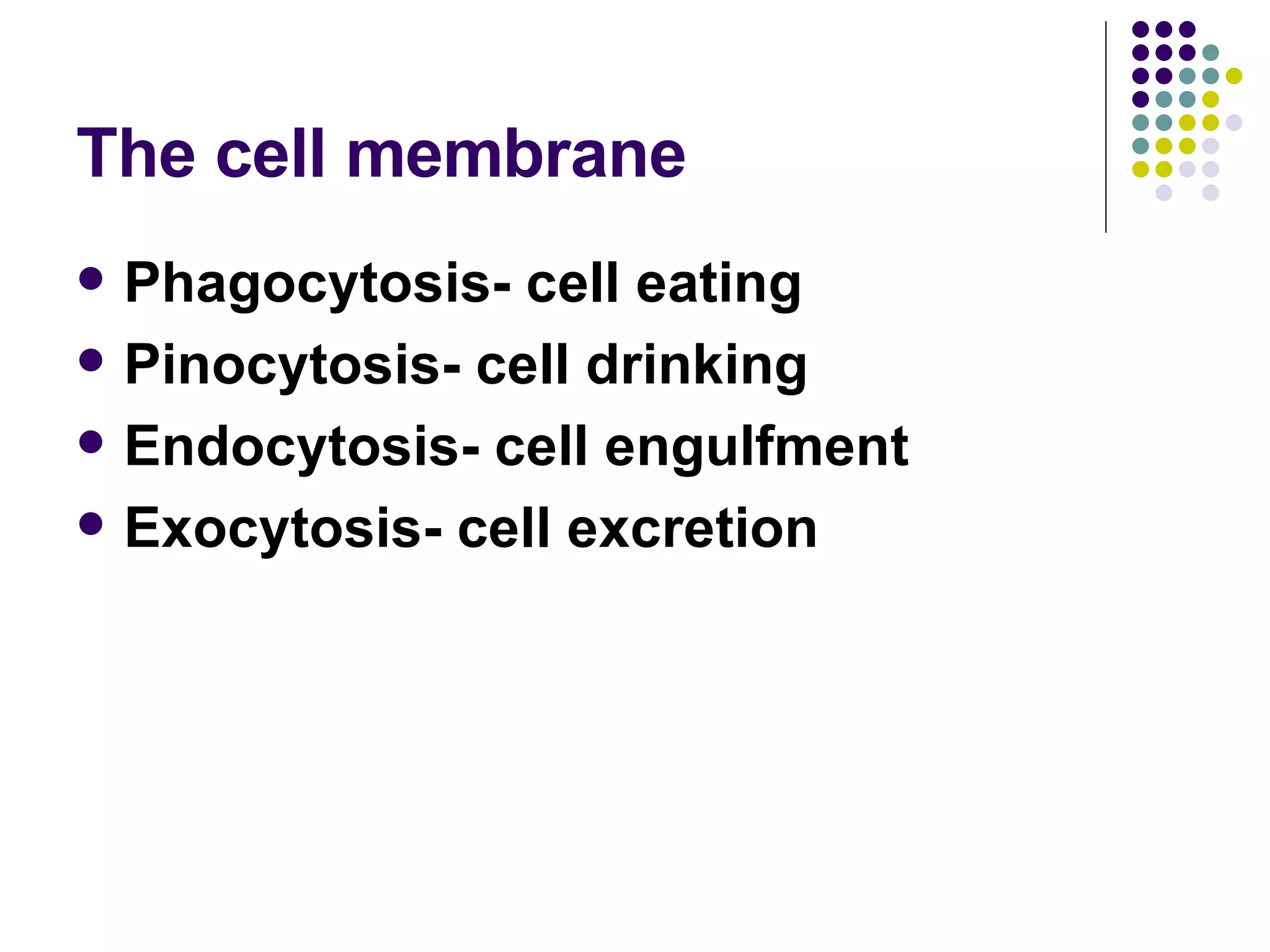 The cell membrane Phagocytosis- cell eating Pinocytosis- cell drinking Endocytosis- cell engulfment Exocytosis- cell excretion 