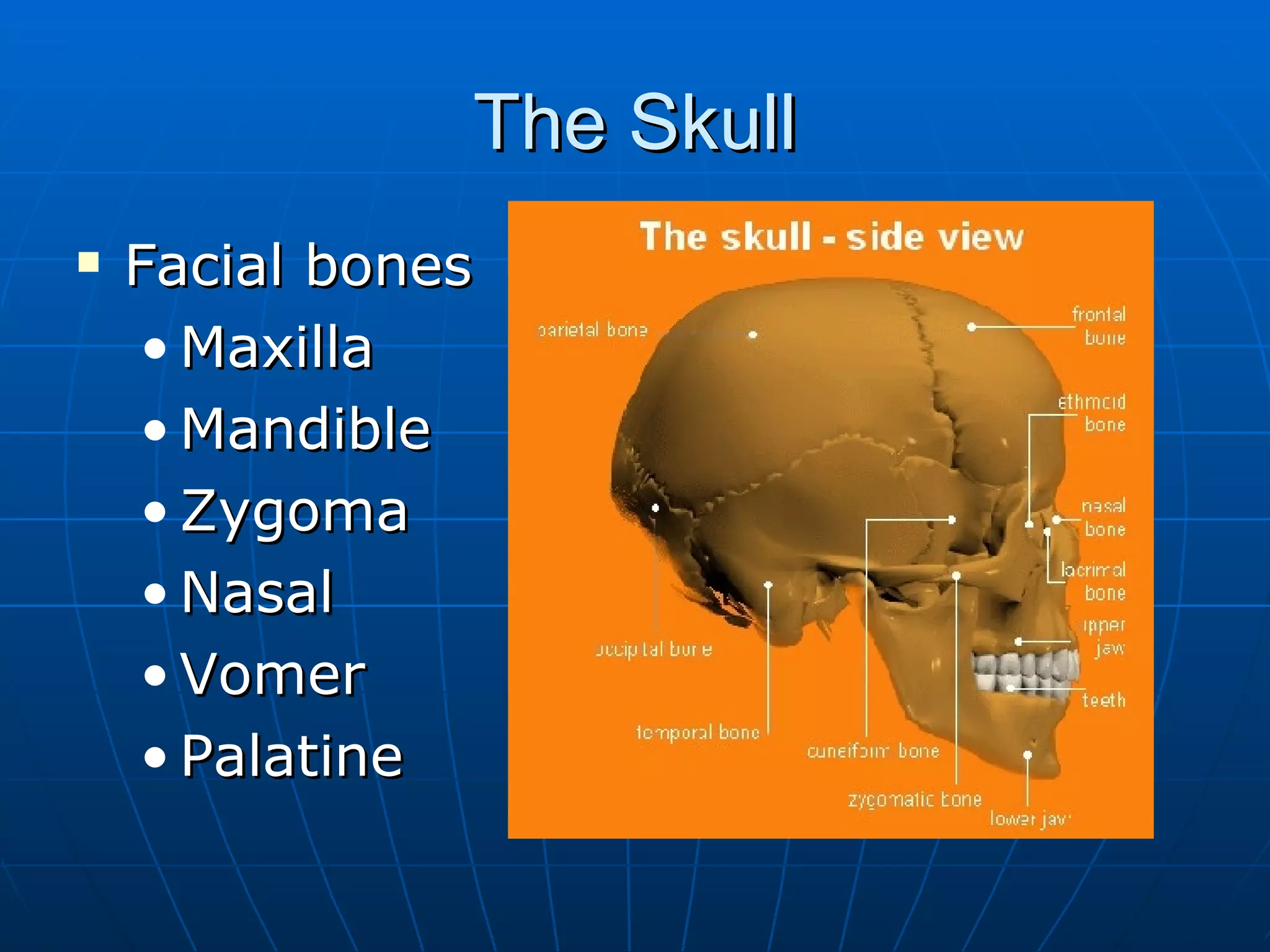 The Skull Facial bones Maxilla Mandible Zygoma Nasal Vomer Palatine 