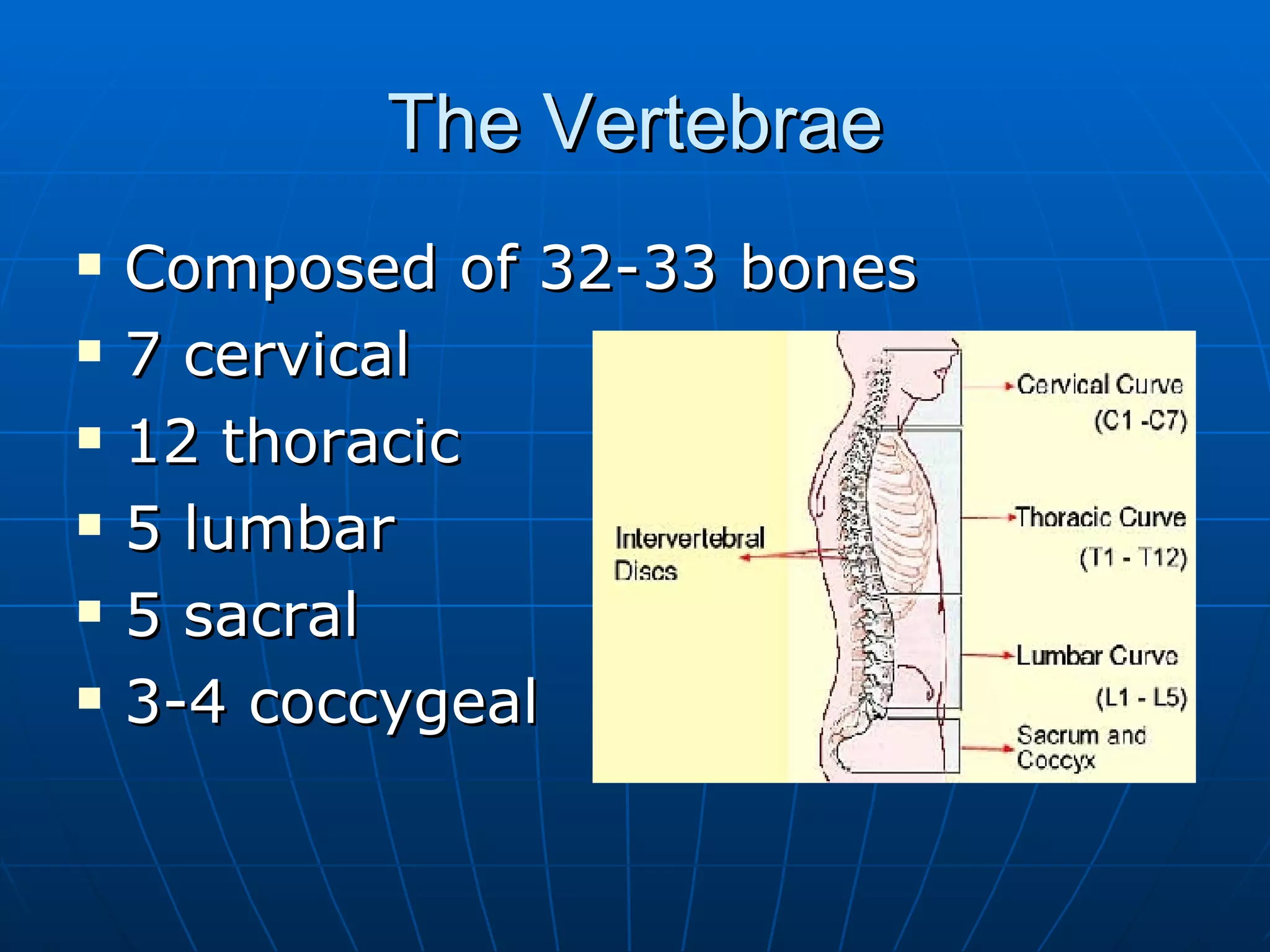 The Vertebrae Composed of 32-33 bones 7 cervical 12 thoracic 5 lumbar  5 sacral 3-4 coccygeal 