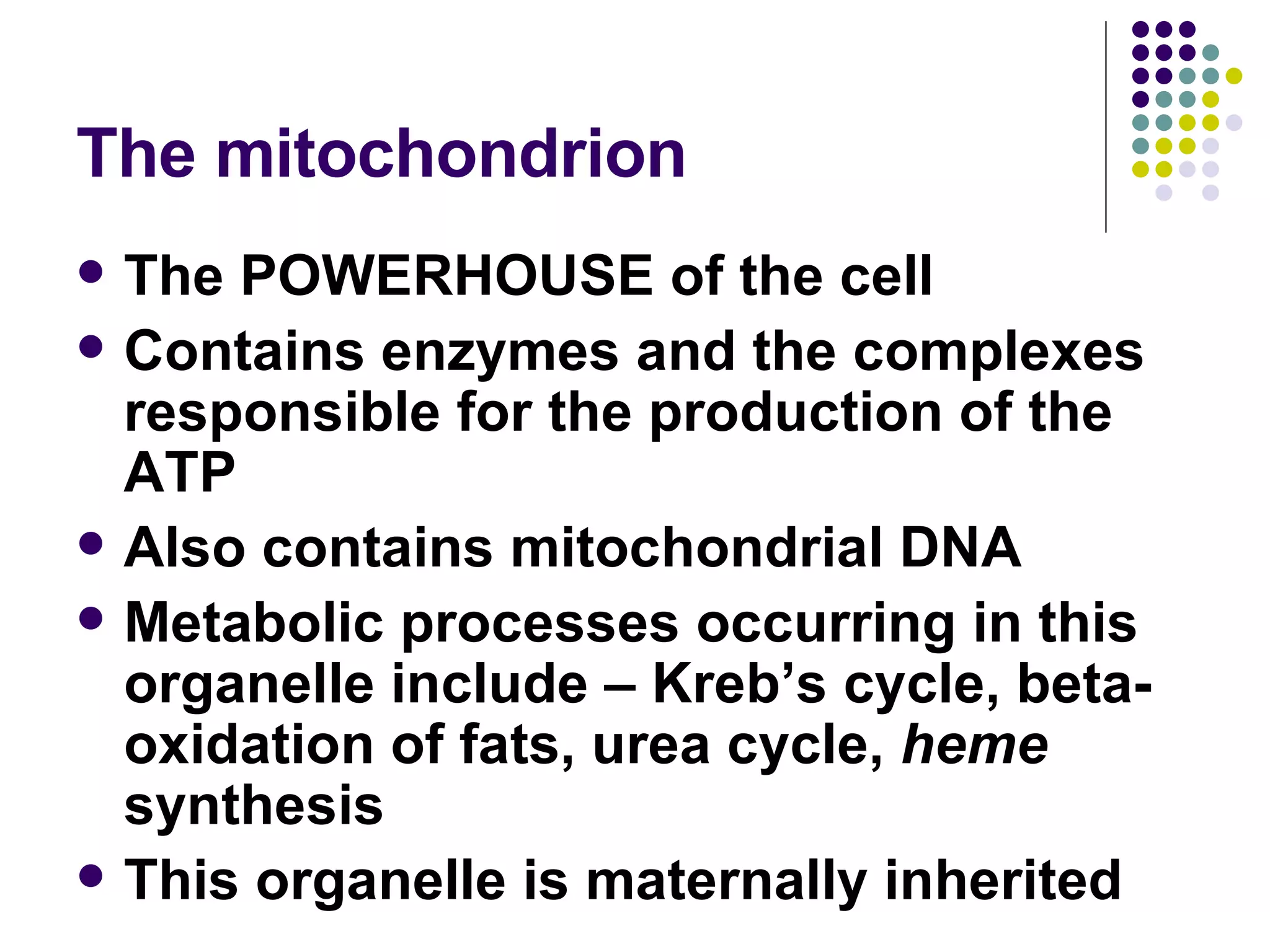 The mitochondrion The POWERHOUSE of the cell Contains enzymes and the complexes responsible for the production of the ATP Also contains mitochondrial DNA Metabolic processes occurring in this organelle include – Kreb’s cycle, beta-oxidation of fats, urea cycle,  heme  synthesis This organelle is maternally inherited 