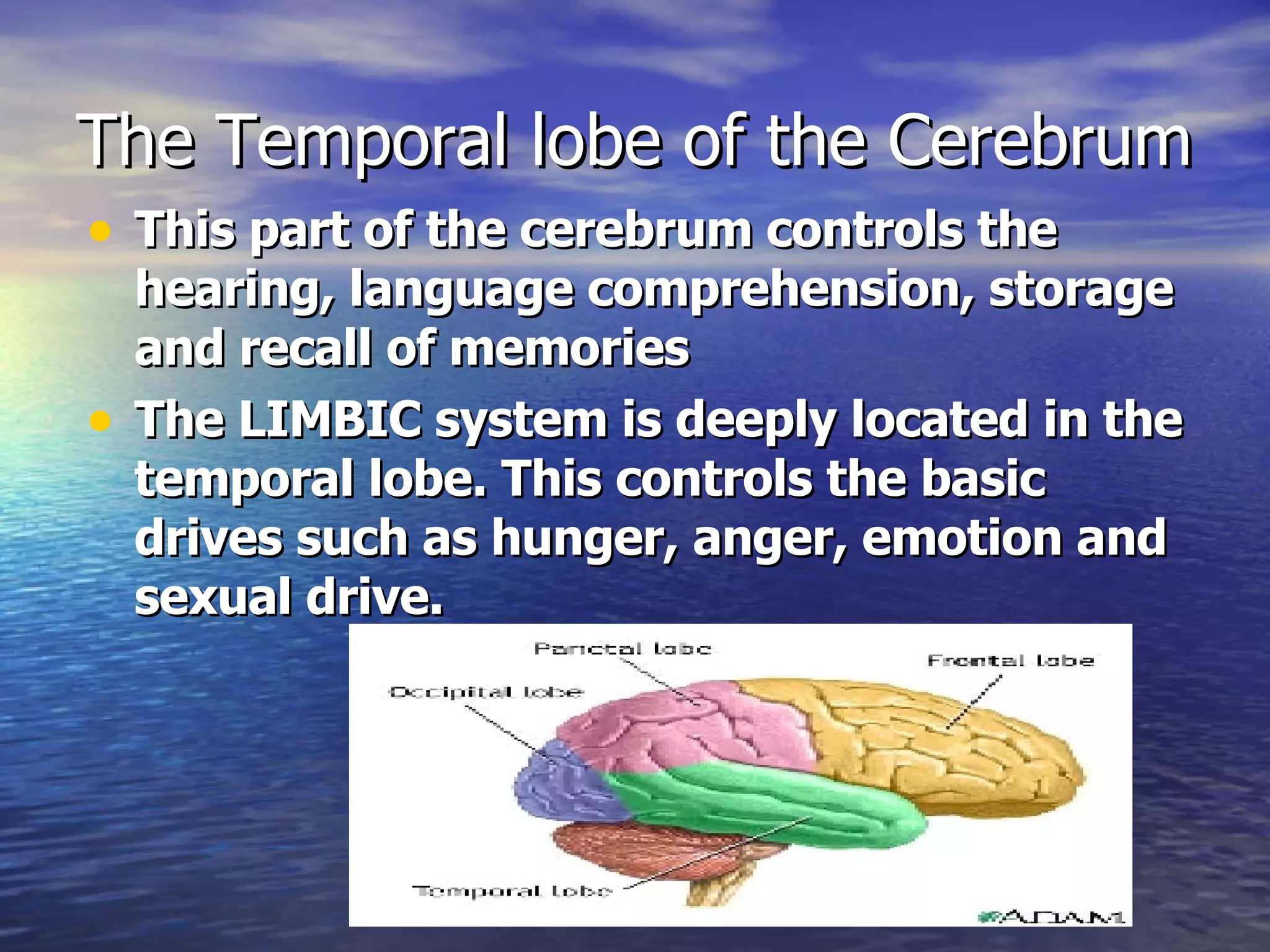 The Temporal lobe of the Cerebrum This part of the cerebrum controls the hearing, language comprehension, storage and recall of memories The LIMBIC system is deeply located in the temporal lobe. This controls the basic drives such as hunger, anger, emotion and sexual drive. 