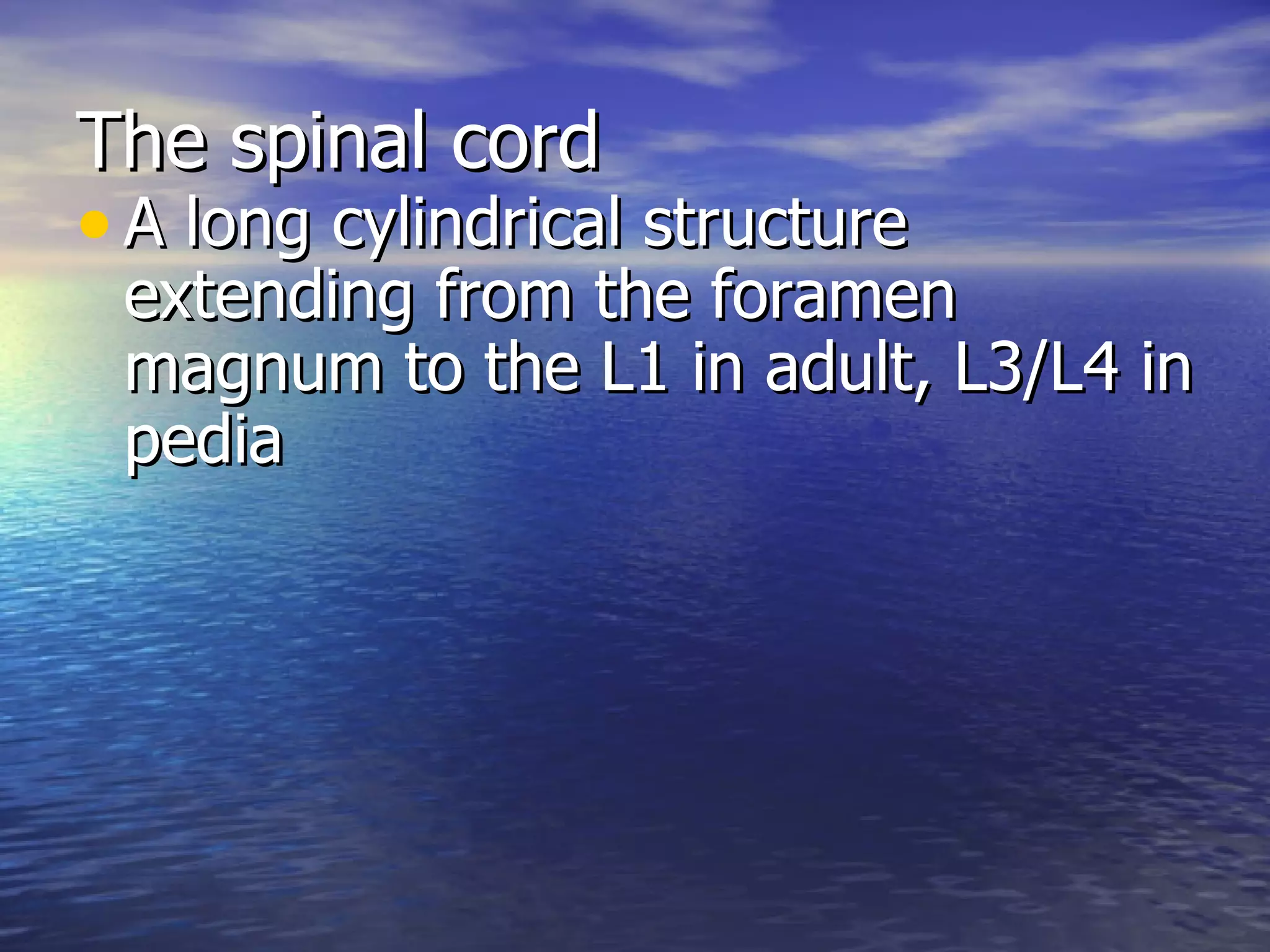The spinal cord A long cylindrical structure extending from the foramen magnum to the L1 in adult, L3/L4 in pedia 