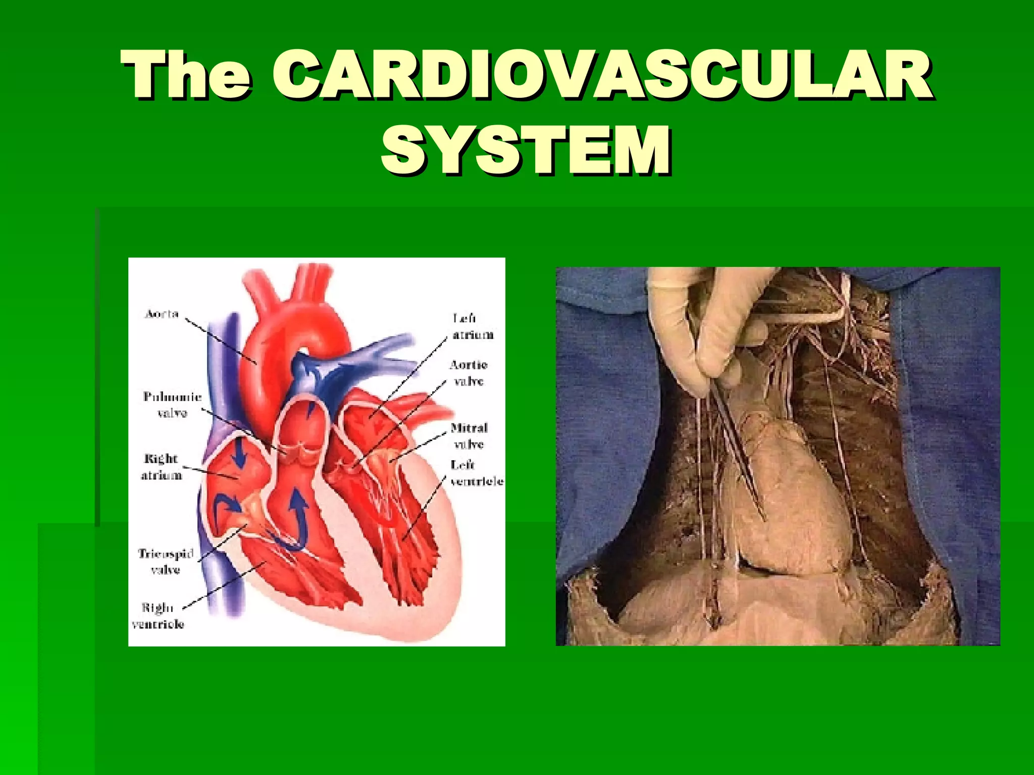 The CARDIOVASCULAR SYSTEM 