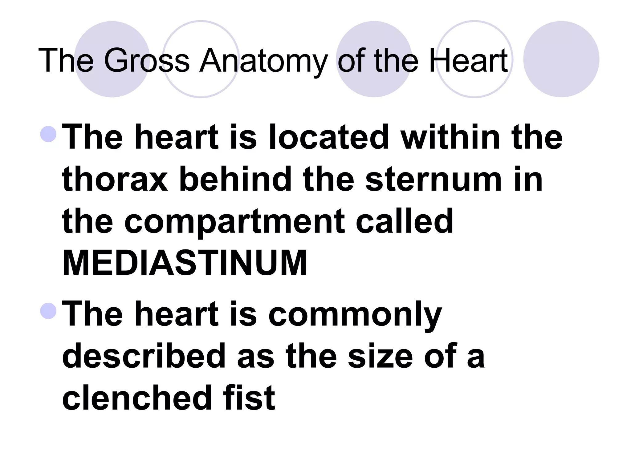 The Gross Anatomy of the Heart The heart is located within the thorax behind the sternum in the compartment called MEDIASTINUM The heart is commonly described as the size of a clenched fist 