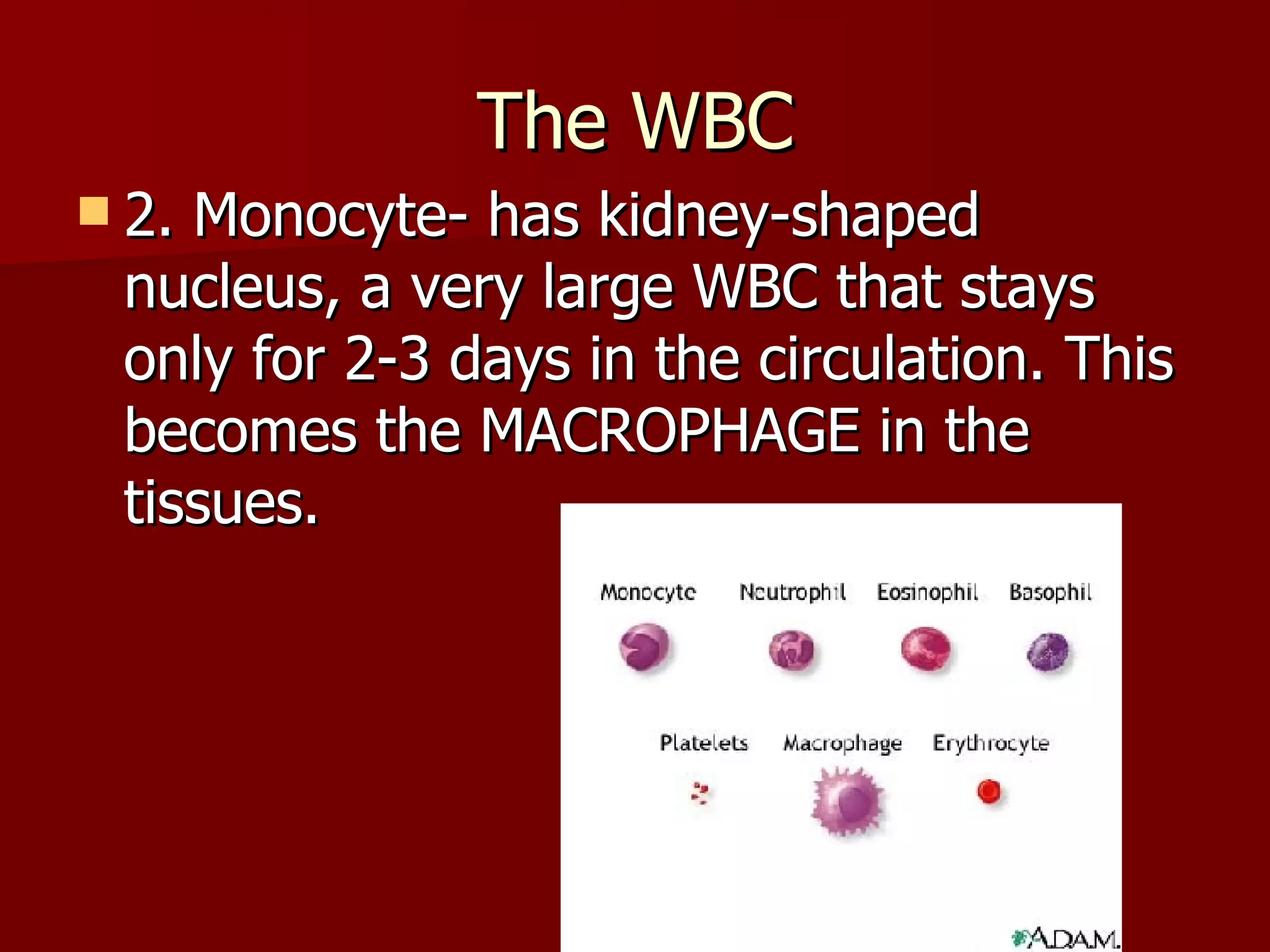 The WBC 2. Monocyte- has kidney-shaped nucleus, a very large WBC that stays only for 2-3 days in the circulation. This becomes the MACROPHAGE in the tissues.  