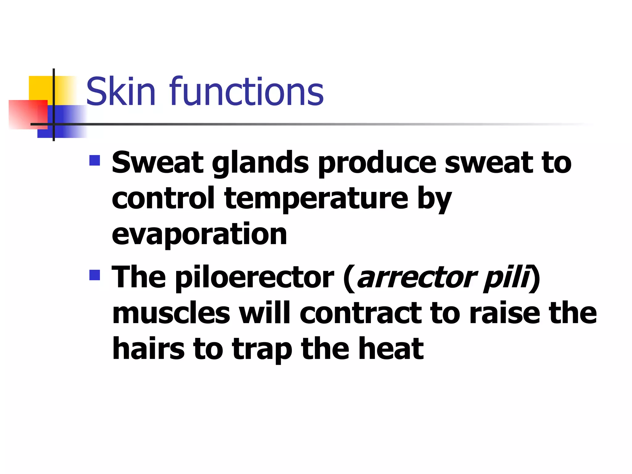 Skin functions Sweat glands produce sweat to control temperature by evaporation The piloerector ( arrector pili ) muscles will contract to raise the hairs to trap the heat 