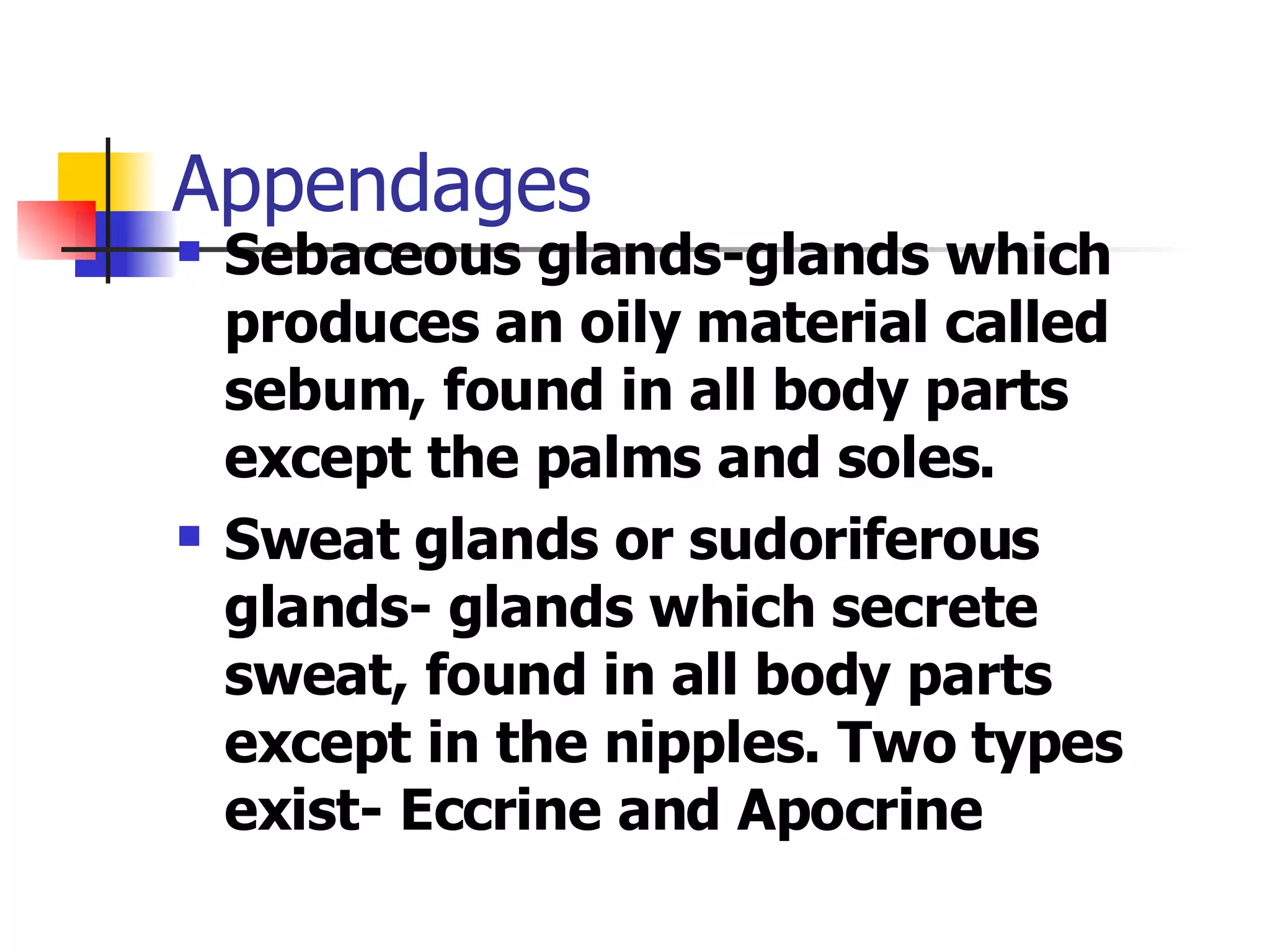 Appendages Sebaceous glands-glands which produces an oily material called sebum, found in all body parts except the palms and soles. Sweat glands or sudoriferous glands- glands which secrete sweat, found in all body parts except in the nipples. Two types exist- Eccrine and Apocrine 