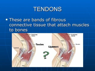TENDONS These are bands of fibrous connective tissue that attach muscles to bones 