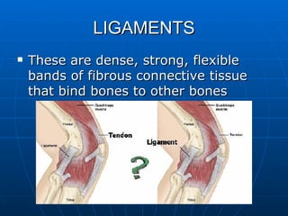 LIGAMENTS These are dense, strong, flexible bands of fibrous connective tissue that bind bones to other bones 