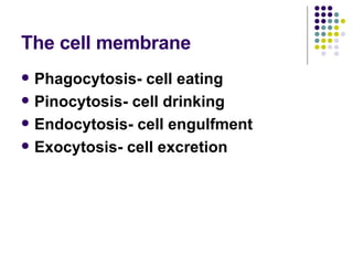 The cell membrane Phagocytosis- cell eating Pinocytosis- cell drinking Endocytosis- cell engulfment Exocytosis- cell excretion 