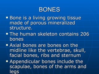 BONES Bone is a living growing tissue made of porous mineralized structure. The human skeleton contains 206 bones Axial bones are bones on the midline like the vertebrae, skull, facial bones, ribs and sternum Appendicular bones include the scapulae, bones of the arms and legs 