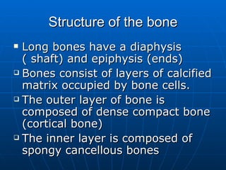 Structure of the bone Long bones have a diaphysis  ( shaft) and epiphysis (ends) Bones consist of layers of calcified matrix occupied by bone cells. The outer layer of bone is composed of dense compact bone (cortical bone) The inner layer is composed of spongy cancellous bones 