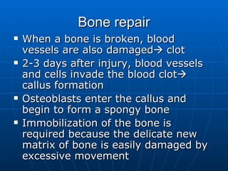 Bone repair When a bone is broken, blood vessels are also damaged   clot 2-3 days after injury, blood vessels and cells invade the blood clot   callus formation Osteoblasts enter the callus and begin to form a spongy bone Immobilization of the bone is required because the delicate new matrix of bone is easily damaged by excessive movement 